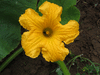 Cucurbita maxima Giraumon turban plat; fleurs-M