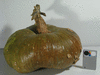 Cucurbita maxima Giraumon turban plat; fruits