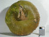 Cucurbita maxima Giraumon turban plat; fruits