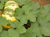 Cucurbita maxima Iran; feuilles