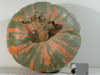 Cucurbita maxima Iran; fruits