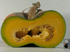 Cucurbita maxima Iran; coupes