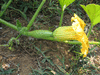 Cucurbita maxima Guatemalan blue; fleurs-F