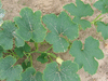 Cucurbita maxima Guatemalan blue; feuilles