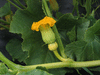 Cucurbita maxima Australian butter; fleurs-F