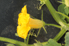 Cucurbita maxima Australian butter; fleurs-M