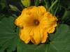 Cucurbita maxima Libra; fleurs-M