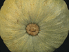 Cucurbita maxima Libra; ombilics