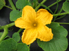 Cucurbita maxima Chersonskaya; fleurs-M