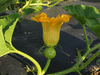Cucurbita maxima Chersonskaya; fleurs-F