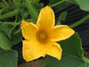 Cucurbita maxima Chersonskaya; fleurs-F