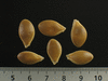 Cucurbita maxima Chersonskaya; graines
