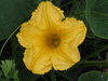Cucurbita maxima Yakima Marblehead; fleurs-M