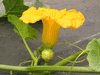 Cucurbita maxima Lower salmon river; fleurs-F