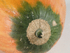 Cucurbita maxima Friedrich Nietzsche; ombilics