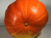 Cucurbita maxima Sumo; ombilics