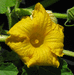 Cucurbita maxima Sumo; fleurs-M