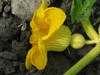 Cucurbita maxima Sumo; fleurs-F