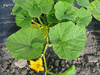 Cucurbita maxima Sumo; feuilles