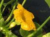 Cucurbita maxima Georgia candy roaster; fleurs-F