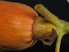 Cucurbita maxima Georgia candy roaster; pedoncules