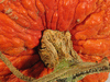 Cucurbita maxima Red warty thing; pedoncules