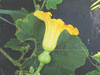 Cucurbita maxima Sweet keeper; fleurs-F