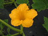 Cucurbita maxima Sweet keeper; fleurs-M