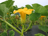 Cucurbita maxima Sweet keeper; fleurs-M