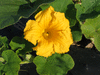 Cucurbita maxima Calabaza del norte; fleurs-M