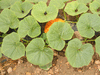 Cucurbita maxima Calabaza del norte; feuilles