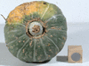 Cucurbita maxima Calabaza del norte; ombilics