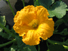 Cucurbita maxima Indian pumpkin; fleurs-M