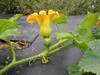 Cucurbita maxima Indian pumpkin; fleurs-F