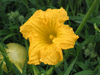 Cucurbita maxima Potiron blanc de Mayet; fleurs-M