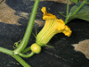 Cucurbita maxima F1 Sri Tong, de Thalande; fleurs-F