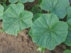 Cucurbita maxima Melonowa zolta; feuilles