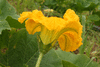 Cucurbita maxima Melonowa zolta; fleurs-M