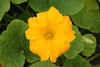 Cucurbita maxima Melonowa zolta; fleurs-M