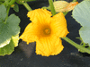 Cucurbita maxima Mini green hubbard; fleurs-M