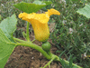 Cucurbita maxima Mini green hubbard; fleurs-F