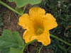 Cucurbita maxima Mini green hubbard; fleurs-F