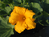 Cucurbita maxima F1 Orange cutie; fleurs-M