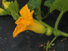 Cucurbita maxima F1 Orange cutie; fleurs-F