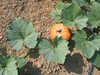 Cucurbita maxima F1 Orange cutie; feuilles