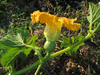 Cucurbita maxima Berrettina piacentina; fleurs-F