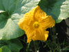 Cucurbita maxima Berrettina piacentina; fleurs-M