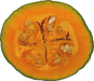 Cucurbita maxima Berrettina piacentina; coupes