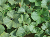 Cucurbita maxima Berrettina piacentina; feuilles