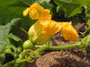 Cucurbita maxima Berrettina piacentina; fleurs-F